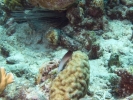 gal/Bonaire 2006/_thb_RedlippedBlennieCropped5x3.jpg